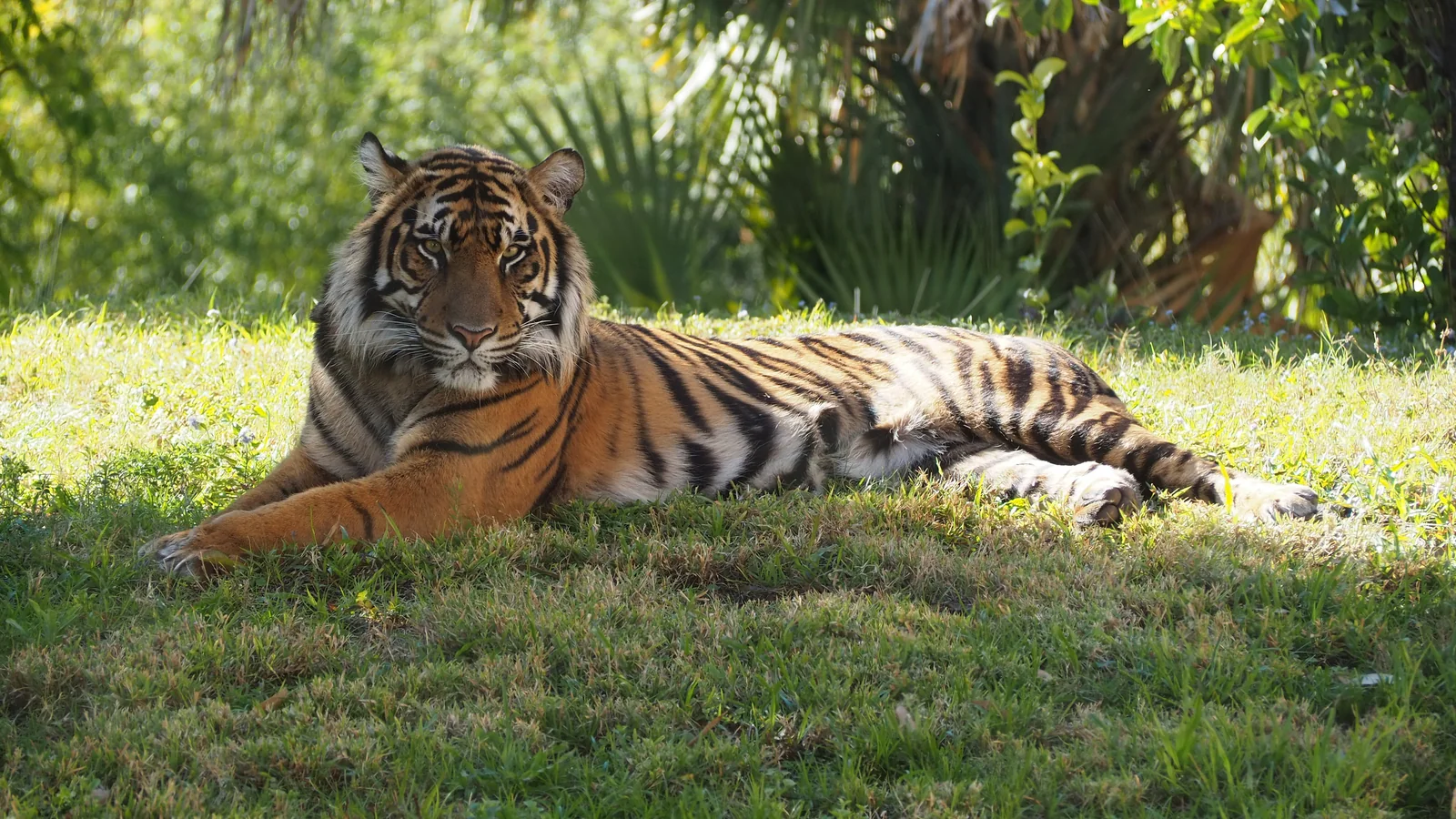 Tiger habitat at Disney’s Animal Kingdom