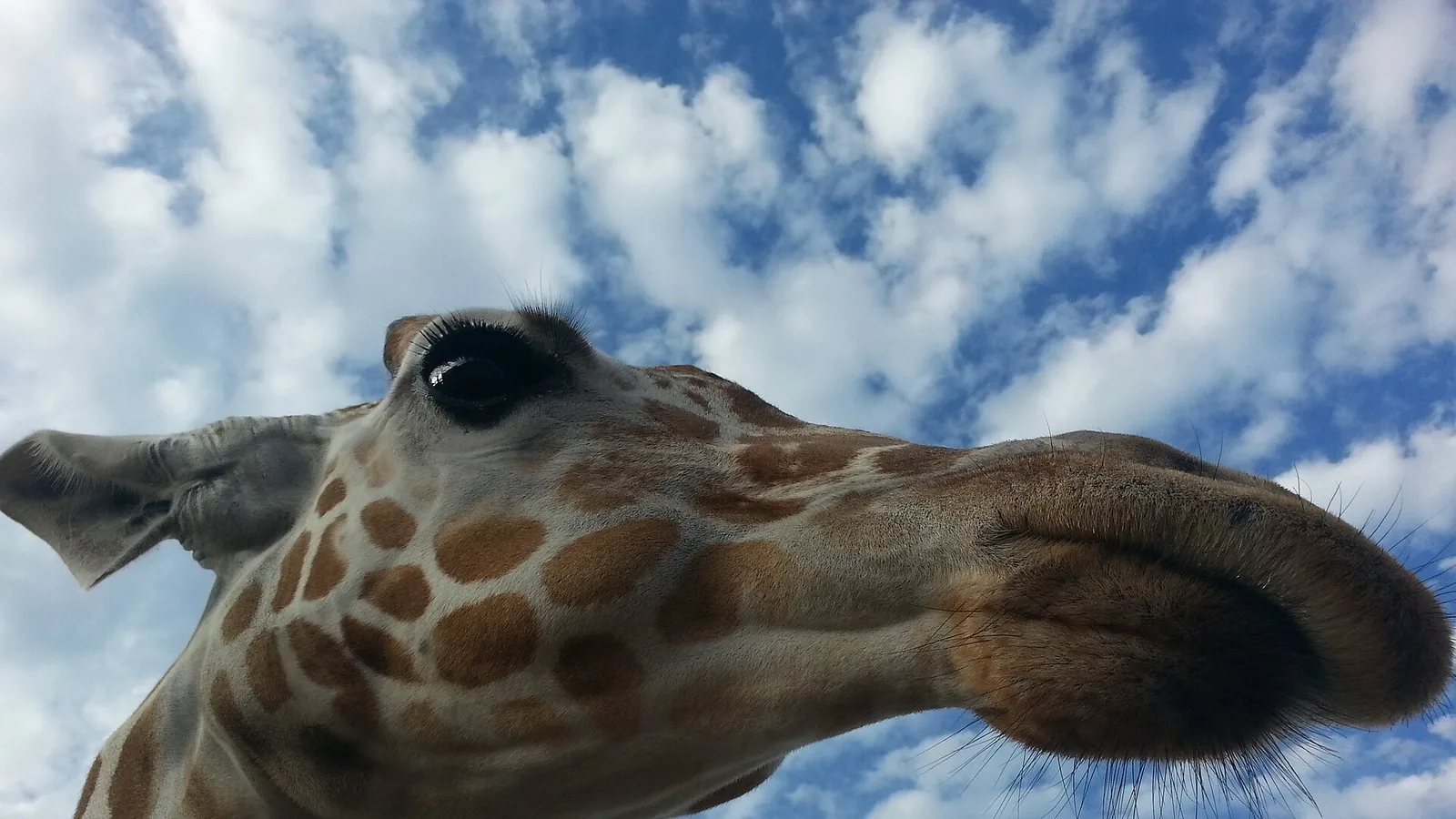Giraffe at Busch Gardens Tampa Bay