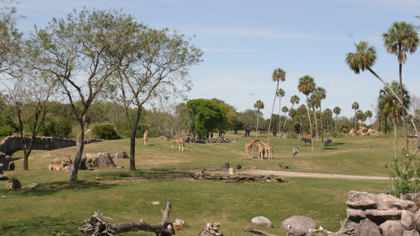 Safari landscape at Busch Gardens Tampa Bay