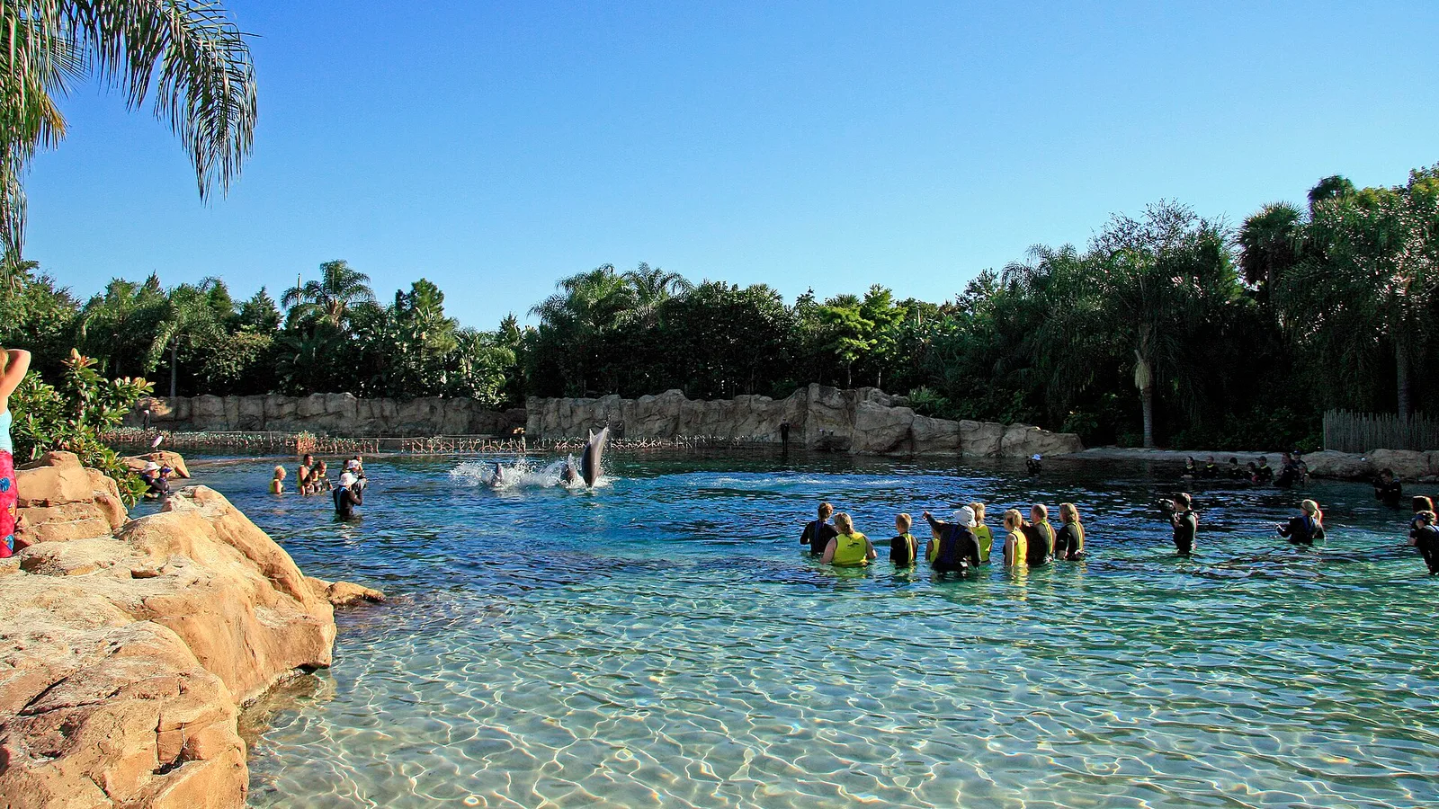 Dolphin experience at Discovery Cove