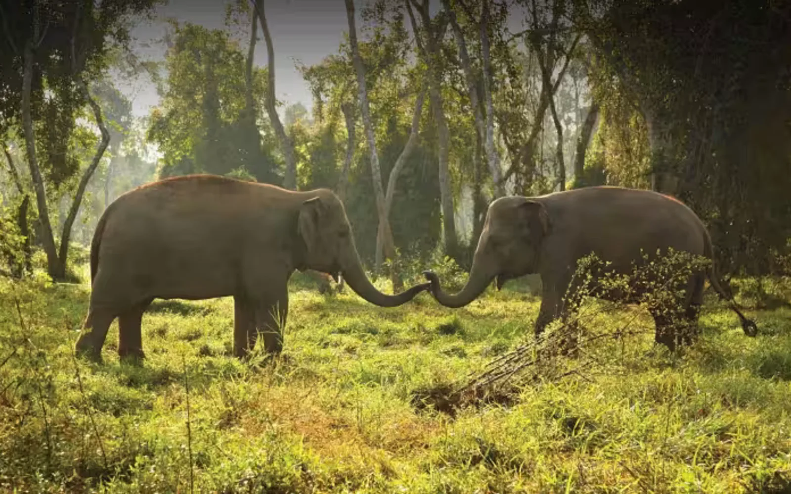 Anantara Golden Triangle Elephant Camp & Resort in Chiang Rai, official property photography.
