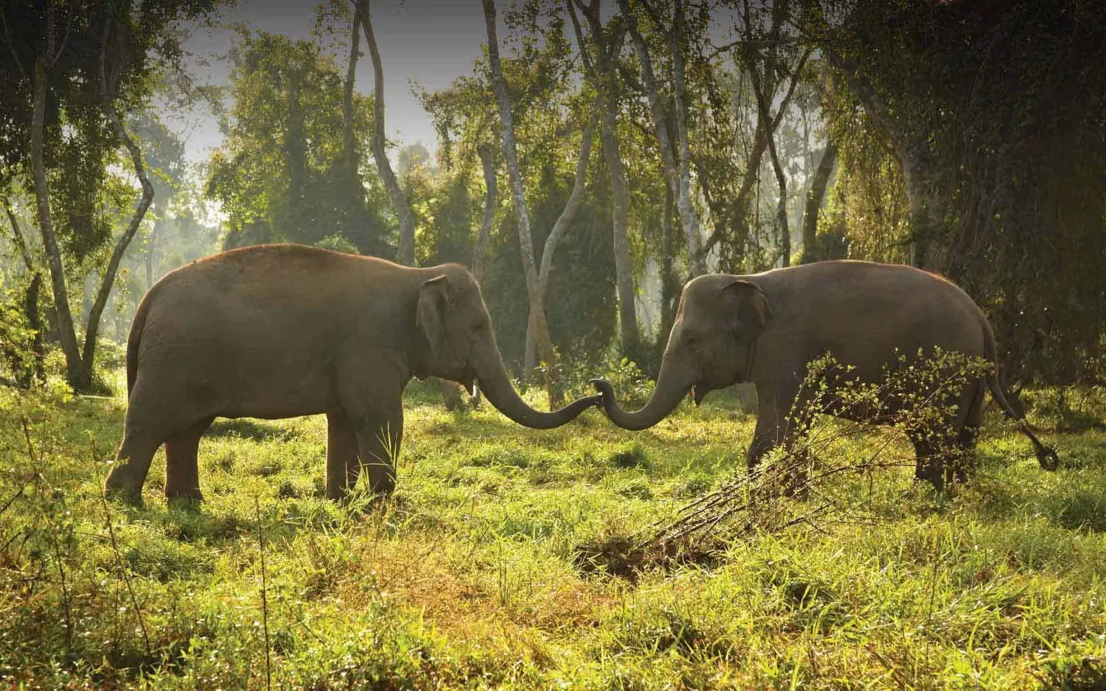 Anantara Golden Triangle Elephant Camp & Resort in Chiang Rai, official property photography.