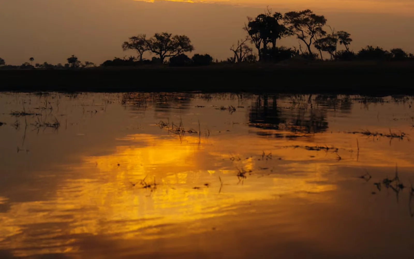Wonderful sunset image of a waterway on the Okavango Delta glowing gold, as silhouettes of trees line the horizon.
