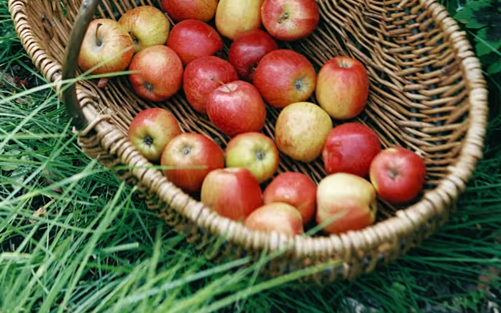 A harvest basket with a clutch of rosy red British apples from orchards at La Manoir Aux Quat' Saisons nestles in long grass.