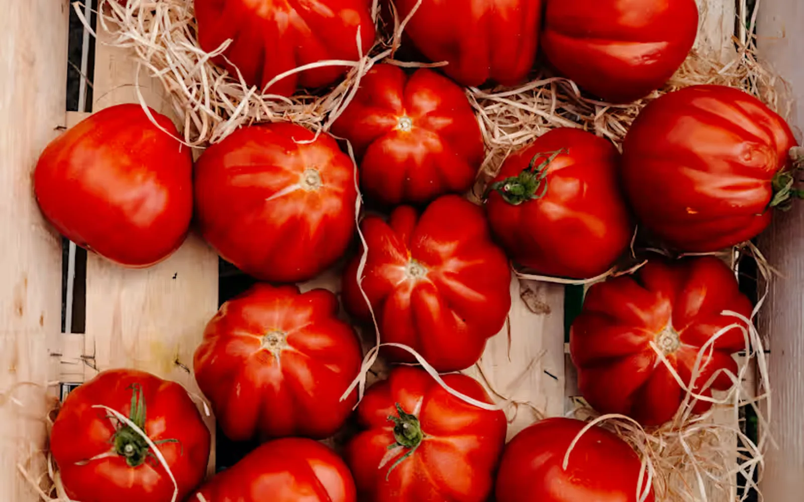 Looking down on a straw-strewn wooden crate with twenty-three red, deep-ridged Costoluto Fiorentino heritage tomatoes.