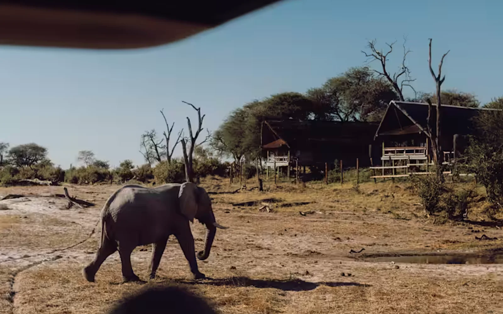An elephant walks across dry grass near a lodge, with a person observing from a vehicle in the foreground under a clear blue sky.