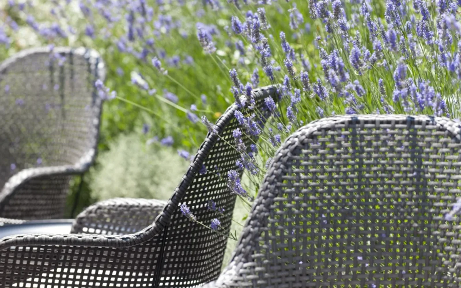 Lavander in Mimosa Garden on a summer day in the oasis of the city.