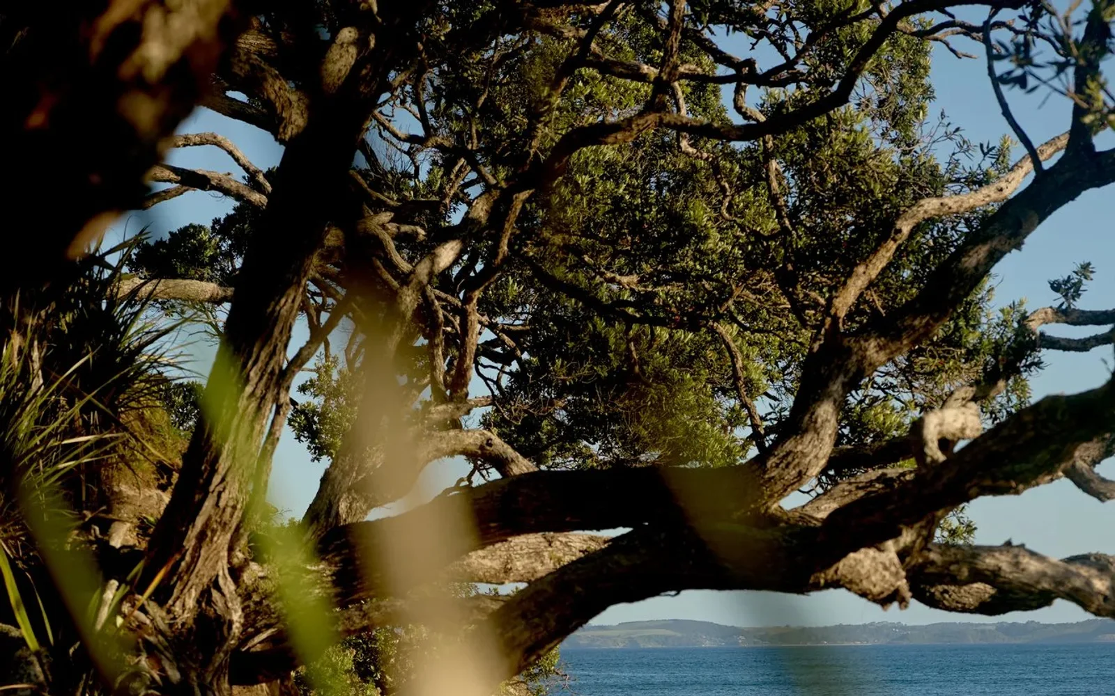 Rosewood Kauri Cliffs in Northland, New Zealand.