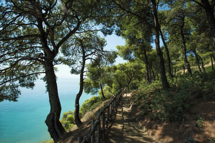 A forest trail at Sani Resort, Halkidiki