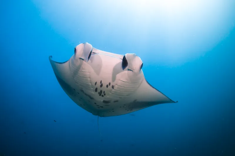 Manta ray photographed for Six Senses Laamu