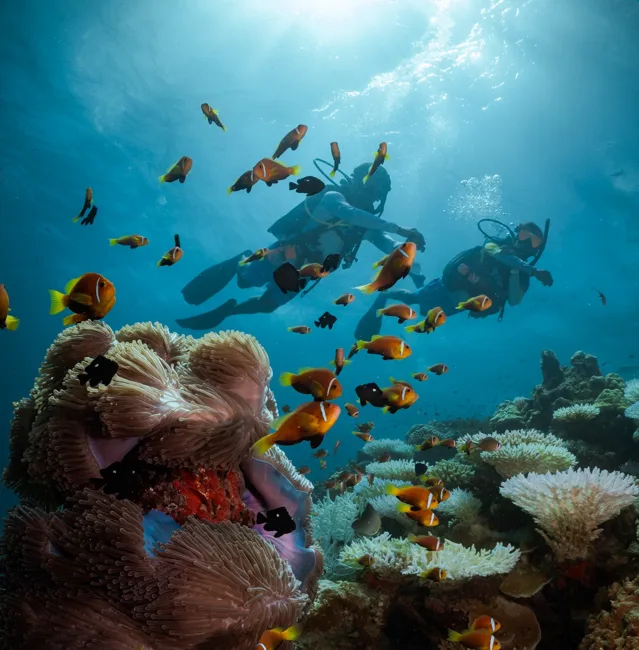 Diving among reef fish at Six Senses Laamu