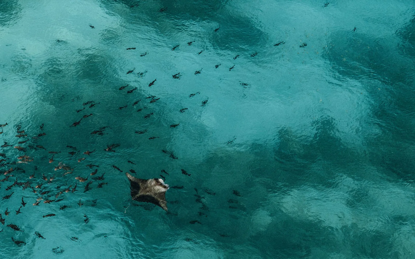 Snorkelling in the waters around Soneva Secret